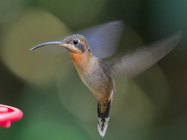 <h3><a href="/trips/costa-rica/biota/animalia/chordata/aves/033 apodiformes/004 trochilidae/threnetes ruckeri/threnetes ruckeri-nl.html">Threnetes&nbsp;ruckeri</a> / Band‑tailed&nbsp;barbthroat / Bandstaartbaardkolibrie</h3>OM-1 Mark II met OLYMPUS M.150-400mm F4.5, 1/200 sec  bij F4.5, ISO 10000, afstand 3.38&nbsp;m